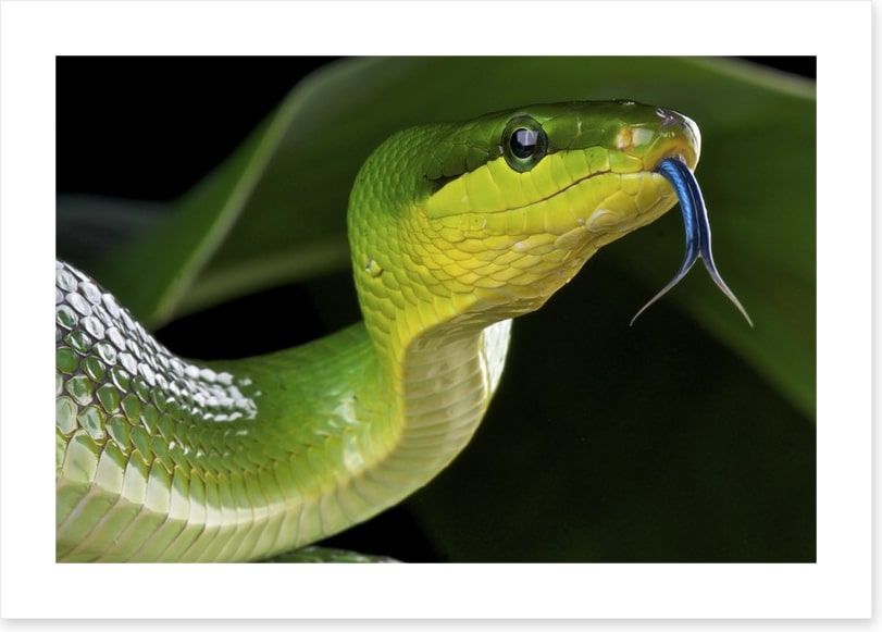 Reptiles / Amphibian