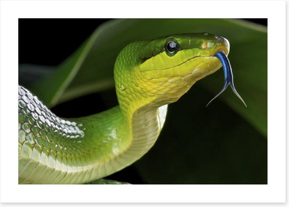 Reptiles / Amphibian