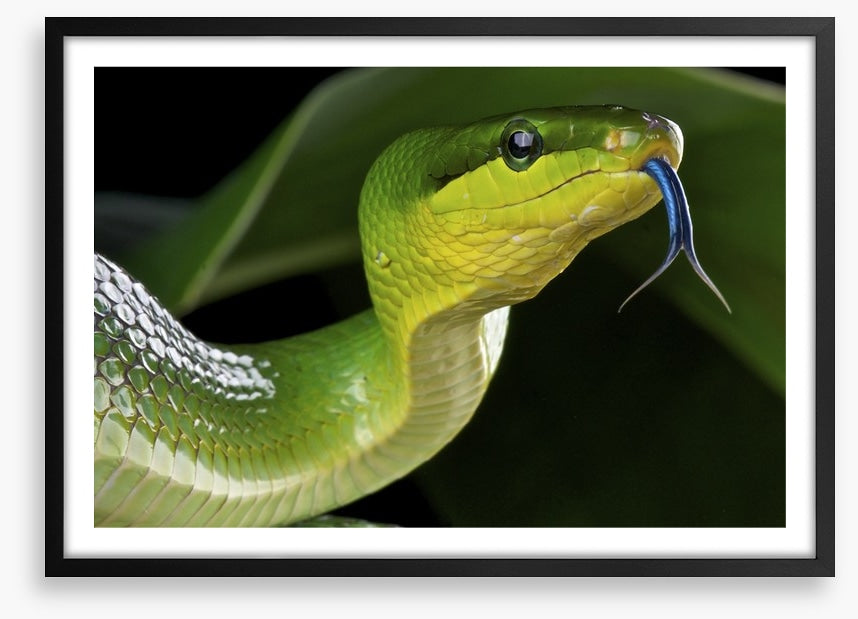Reptiles / Amphibian