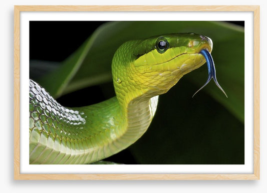 Reptiles / Amphibian