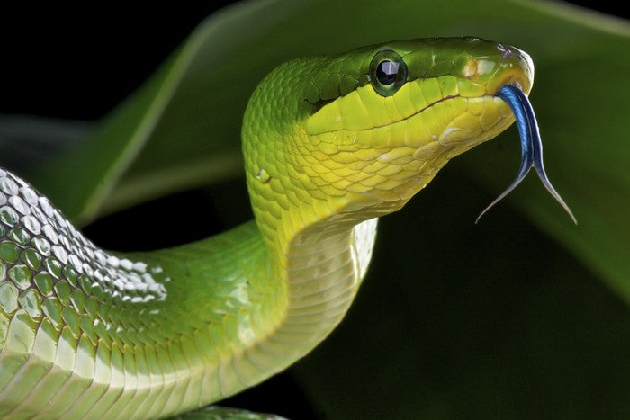 Reptiles / Amphibian