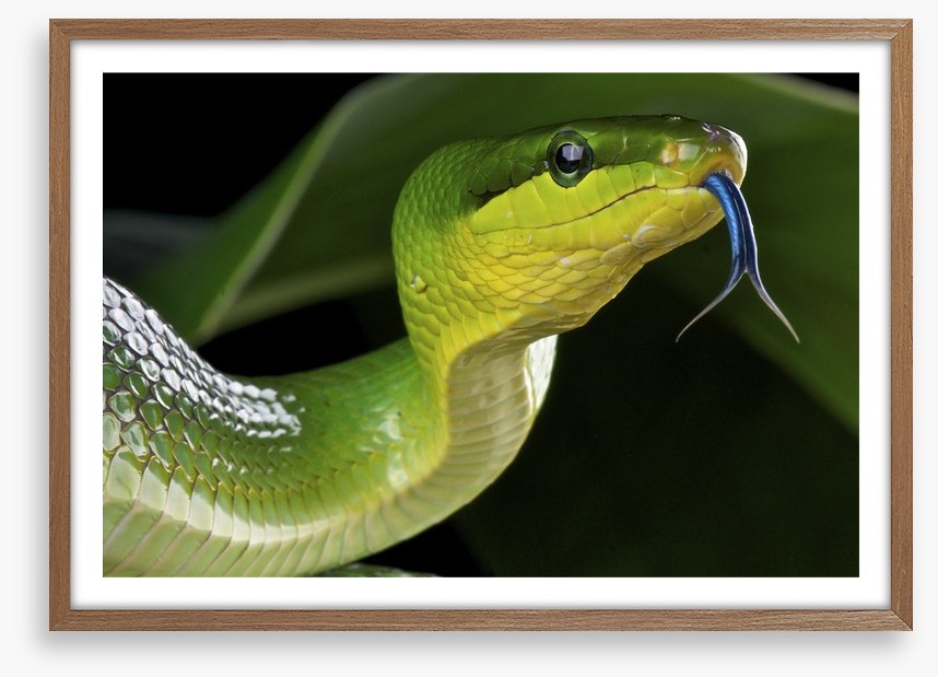 Reptiles / Amphibian