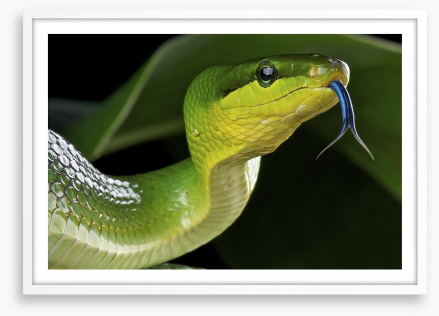 Reptiles / Amphibian