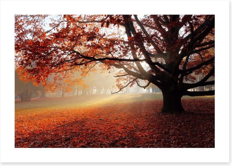 Alone in the Autumn park