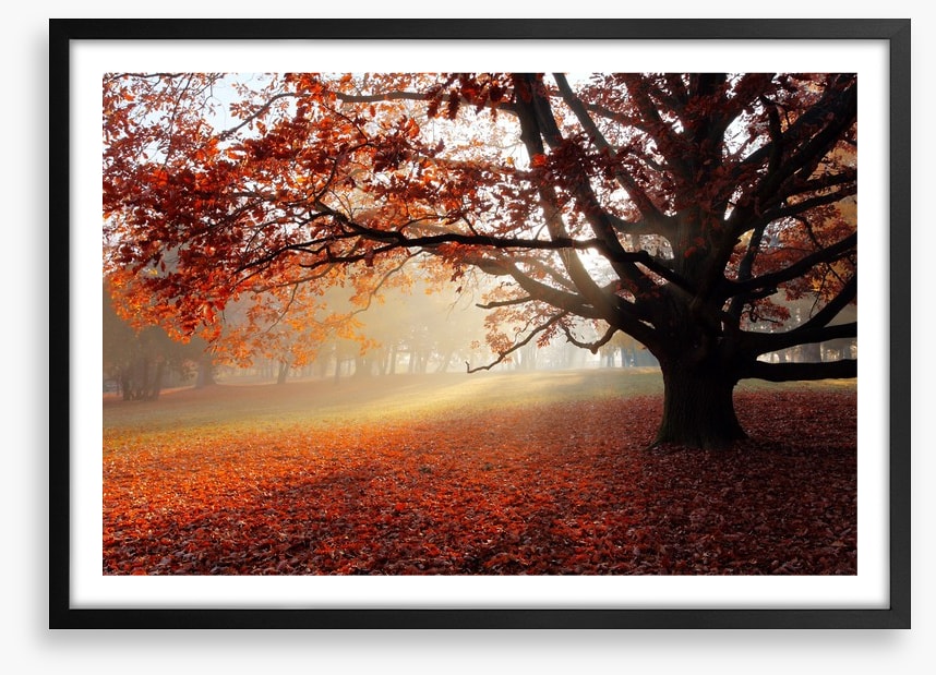 Alone in the Autumn park