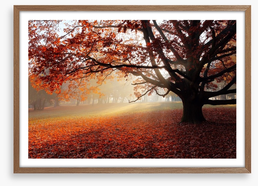 Alone in the Autumn park