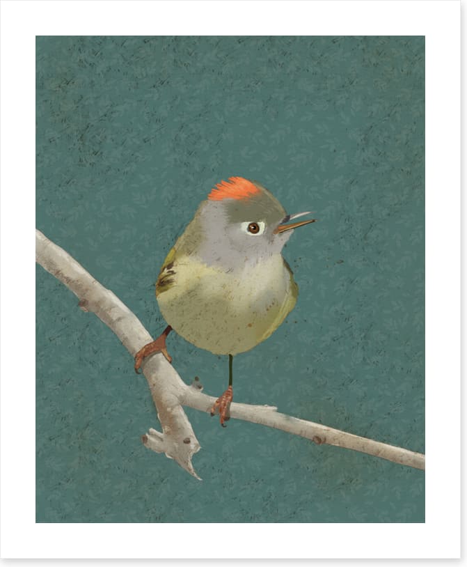 Birds
