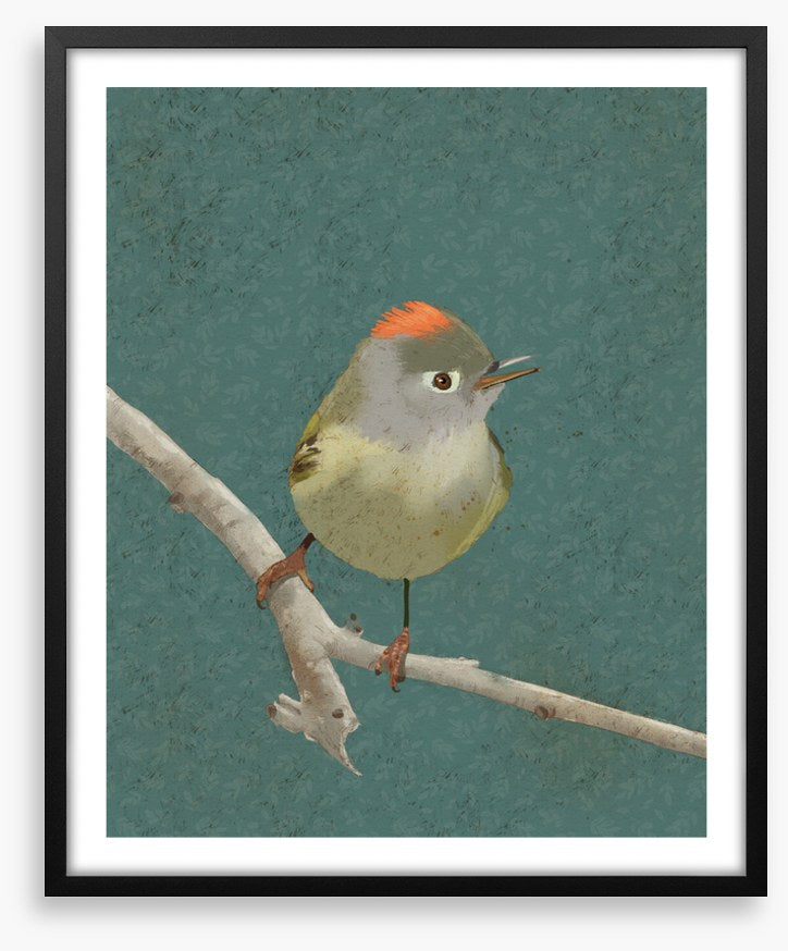 Birds