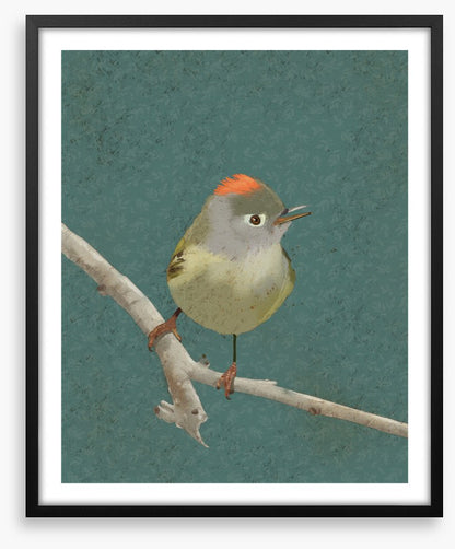 Birds
