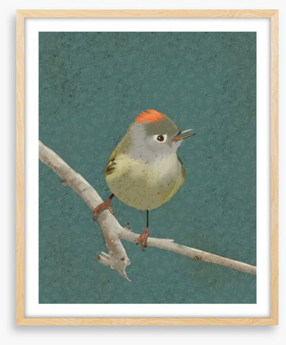 Birds
