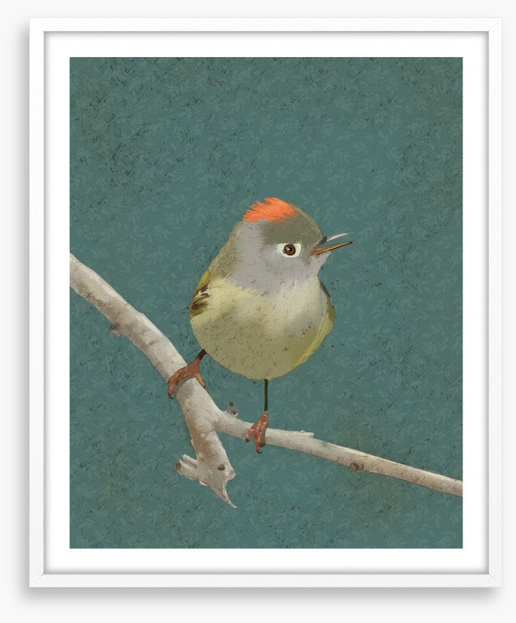 Birds