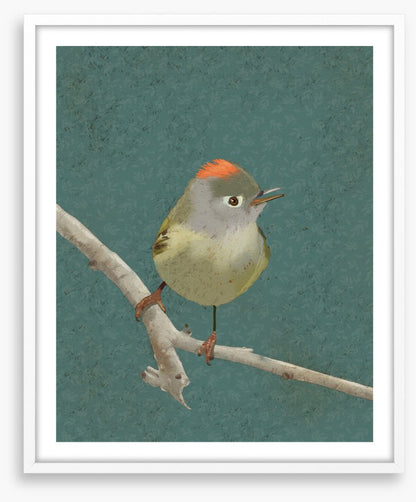 Birds