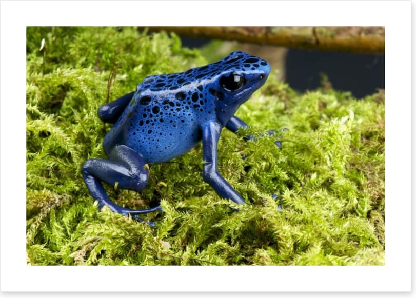 Reptiles / Amphibian