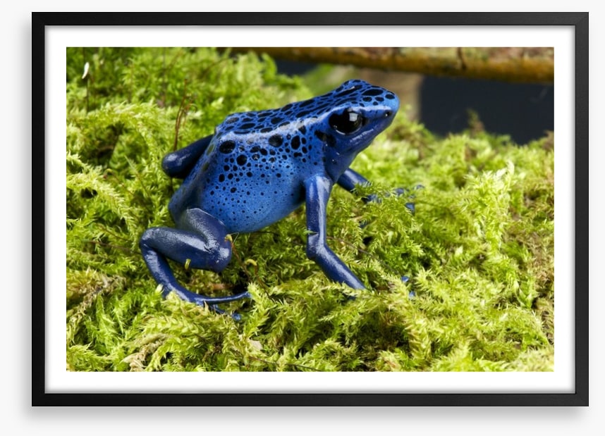 Reptiles / Amphibian