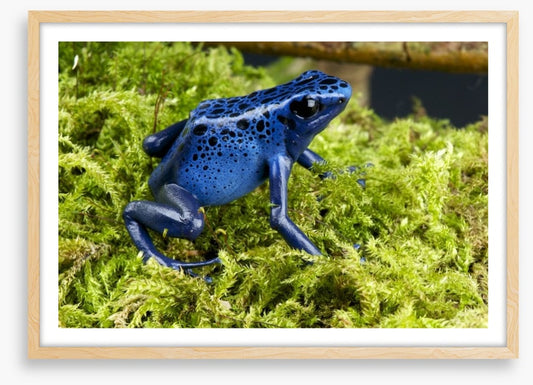 Reptiles / Amphibian