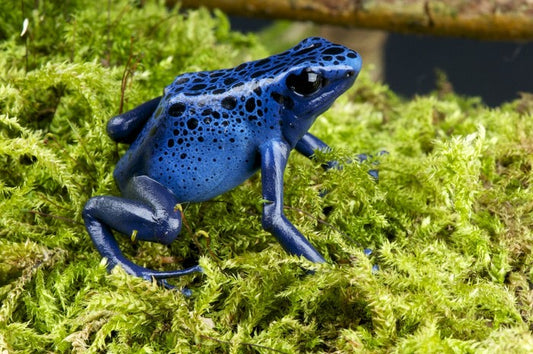 Reptiles / Amphibian