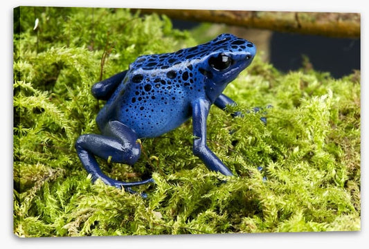 Reptiles / Amphibian