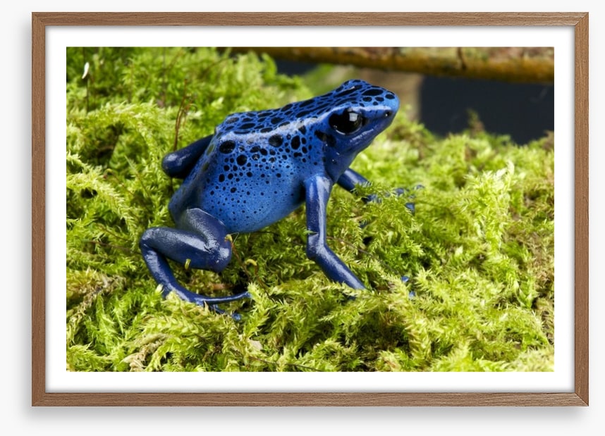 Reptiles / Amphibian