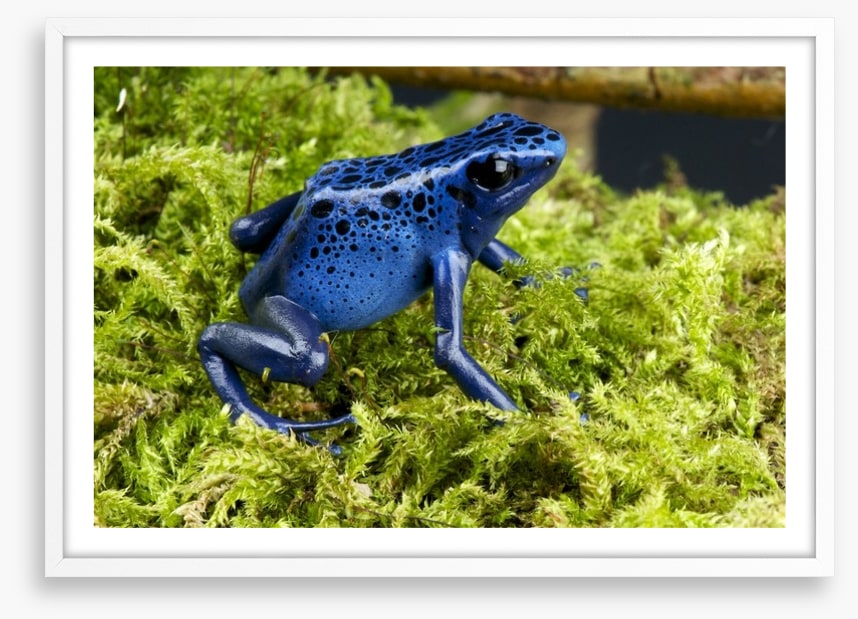 Reptiles / Amphibian