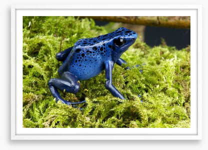 Reptiles / Amphibian