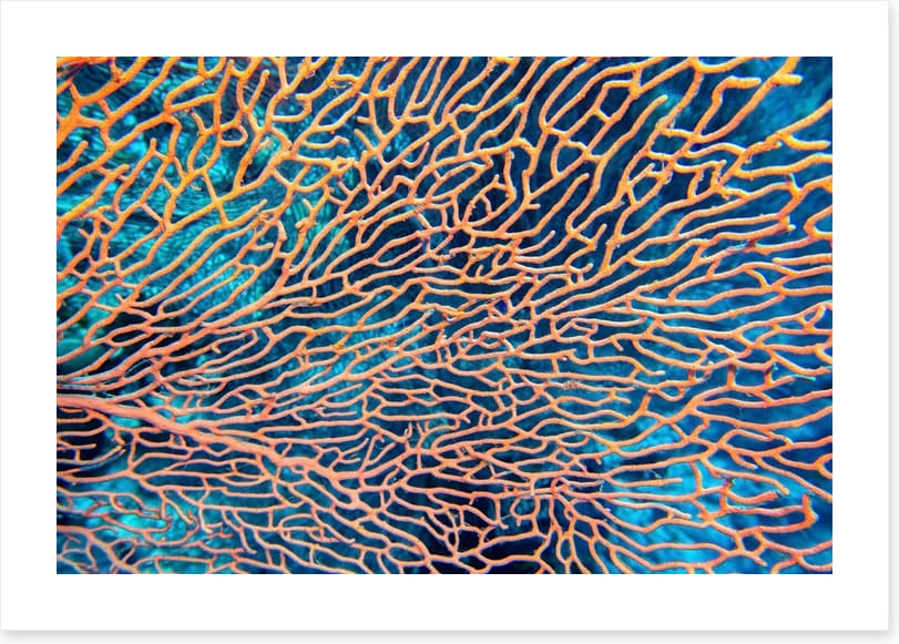 Pink sea fan