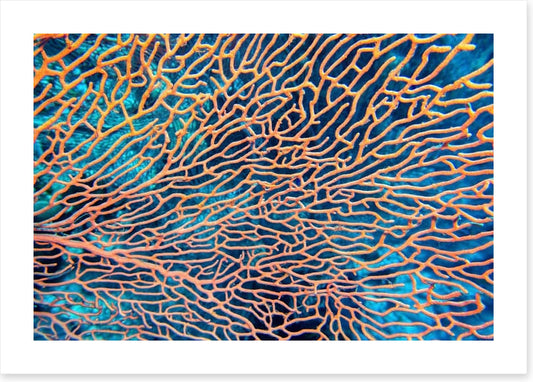 Pink sea fan