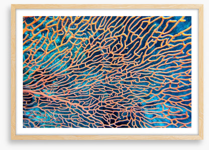 Pink sea fan
