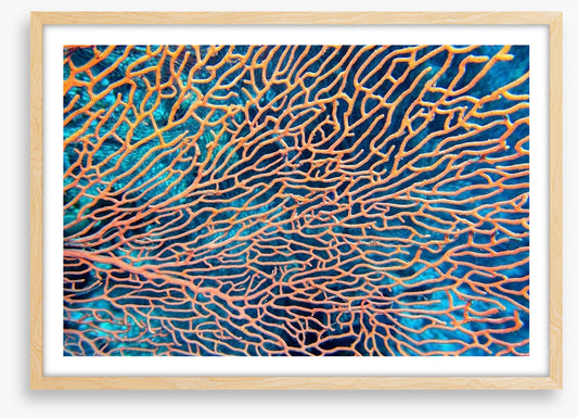 Pink sea fan