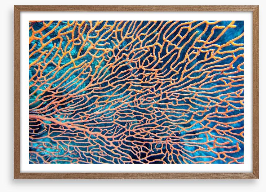 Pink sea fan