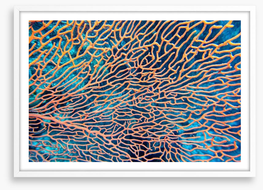 Pink sea fan