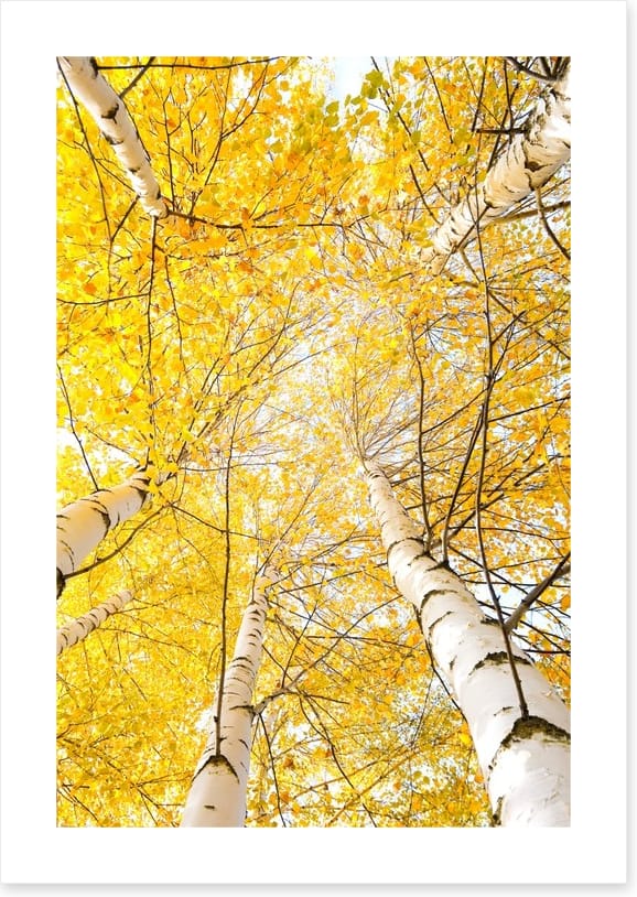 Yellow birch canopy