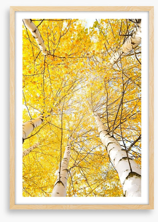 Yellow birch canopy