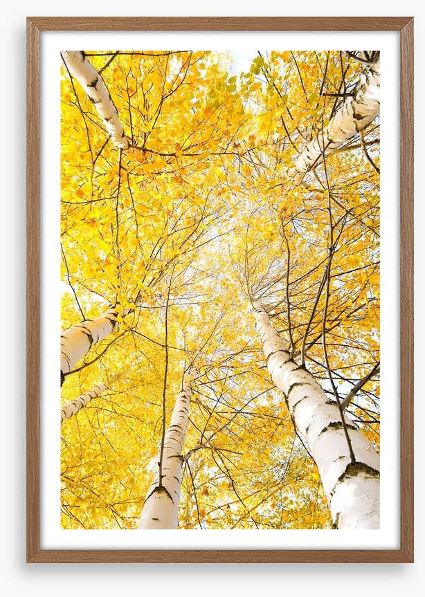 Yellow birch canopy