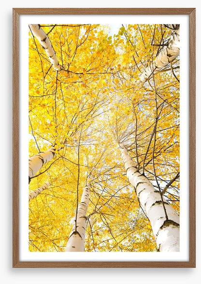 Yellow birch canopy