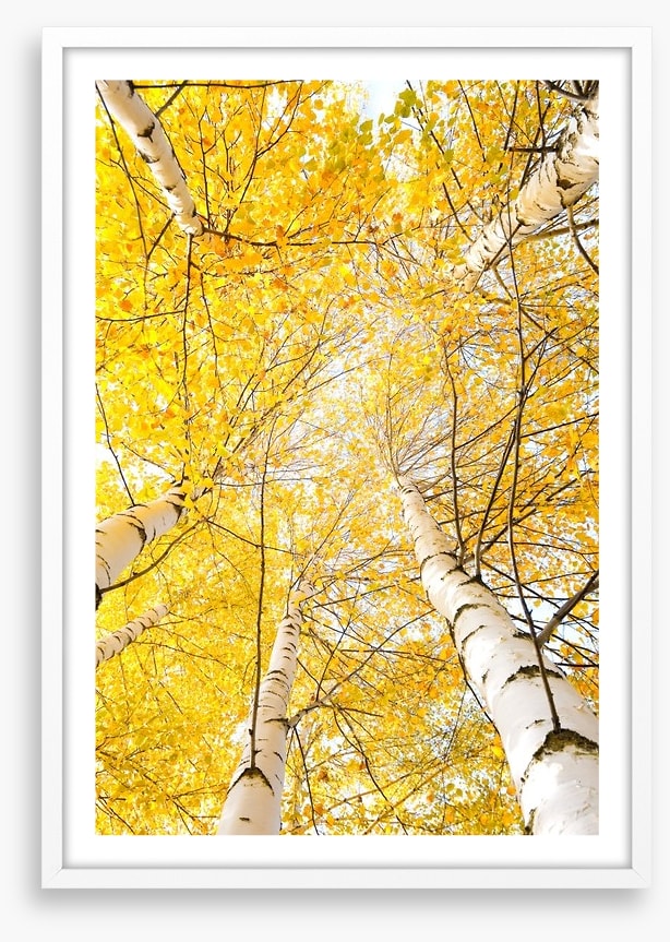 Yellow birch canopy