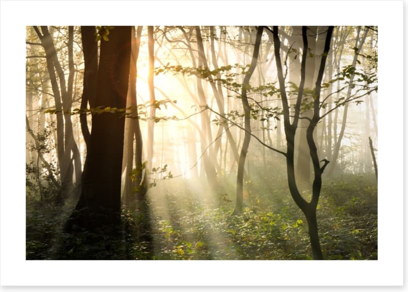 Sunlight shadows in the forest