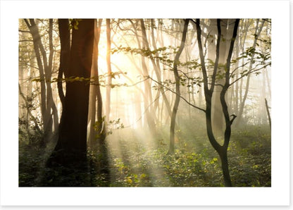 Sunlight shadows in the forest