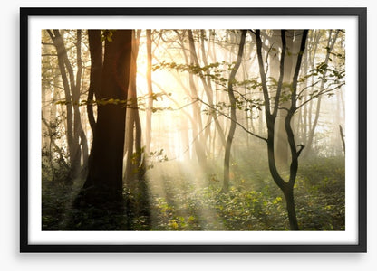 Sunlight shadows in the forest