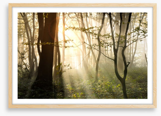 Sunlight shadows in the forest