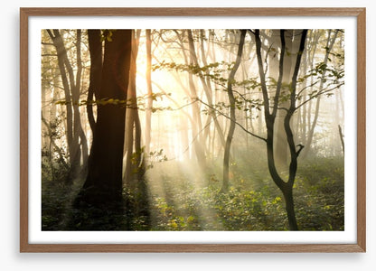 Sunlight shadows in the forest