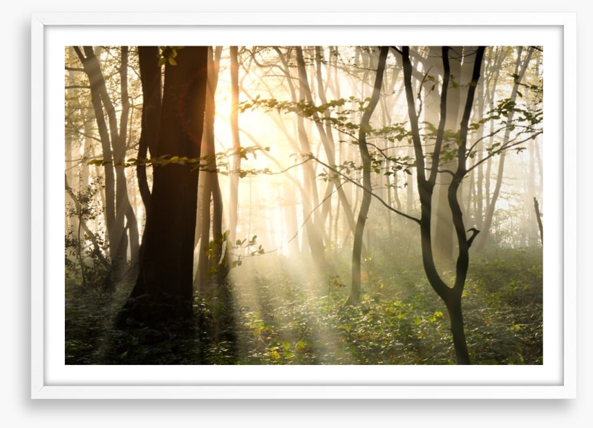 Sunlight shadows in the forest
