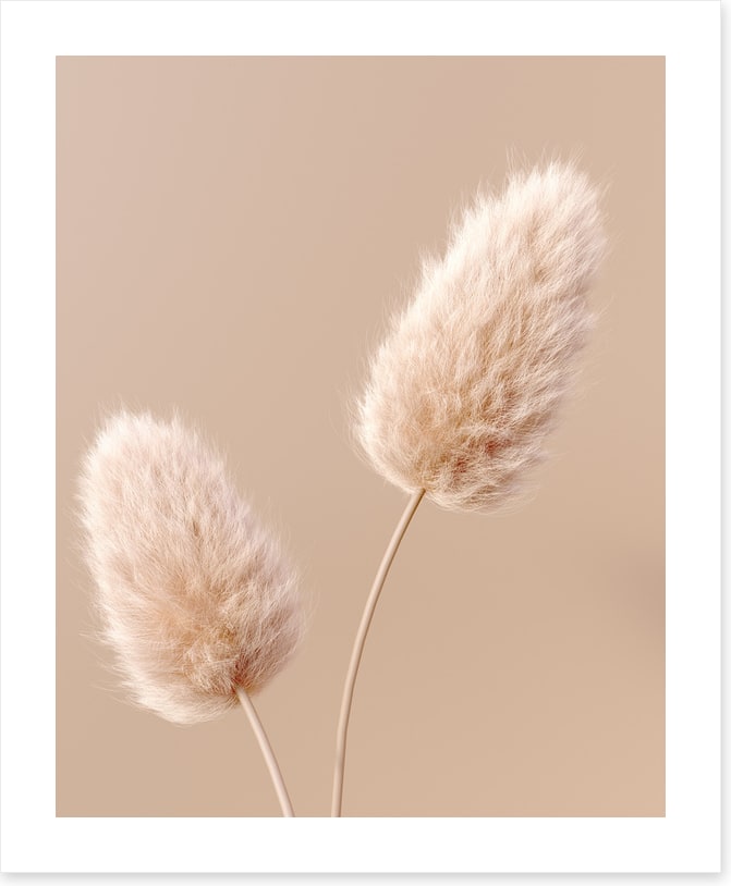Two fluffy flowers