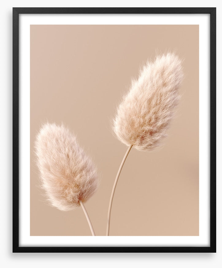 Two fluffy flowers