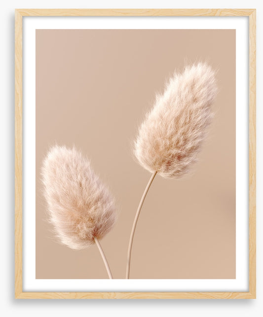 Two fluffy flowers