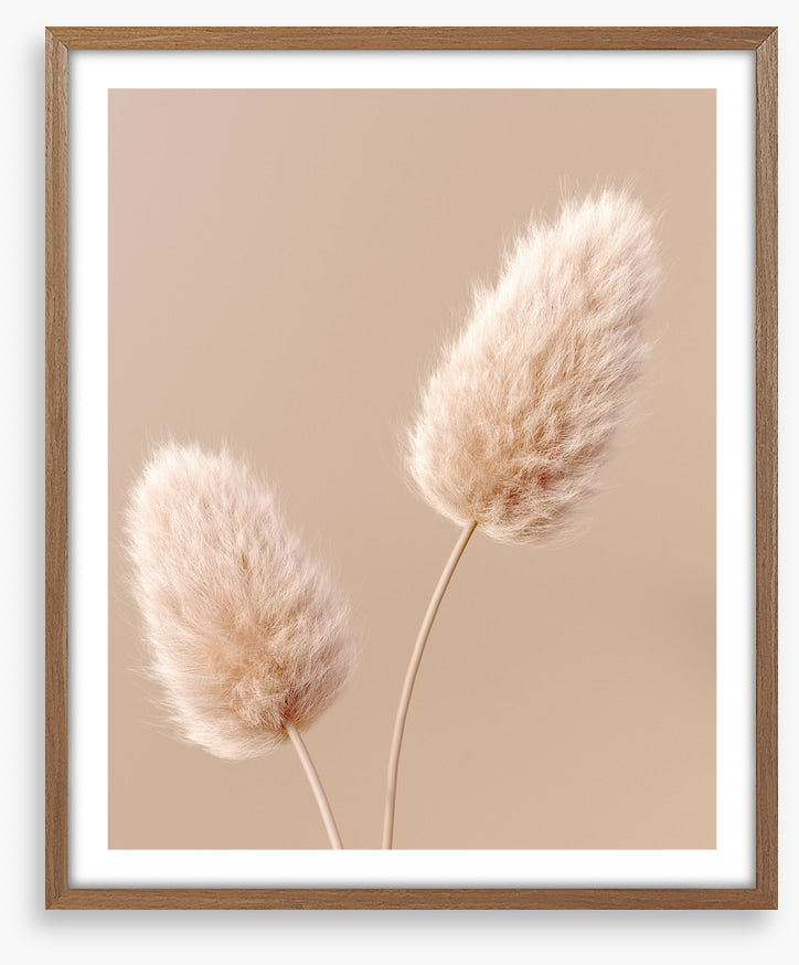 Two fluffy flowers