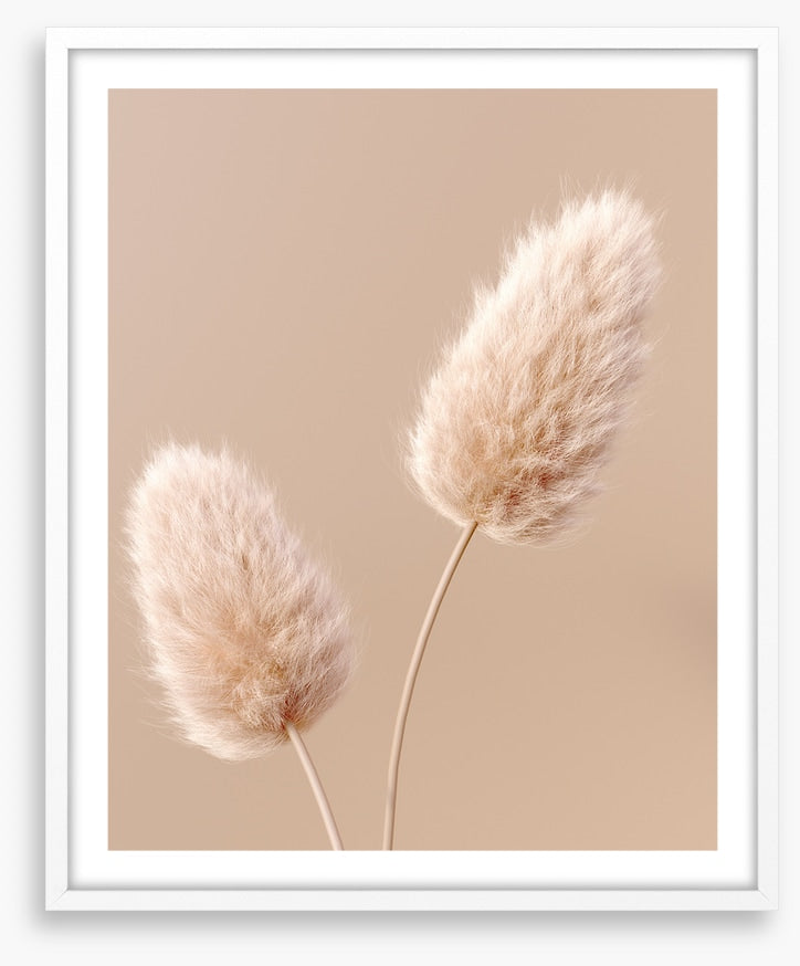 Two fluffy flowers