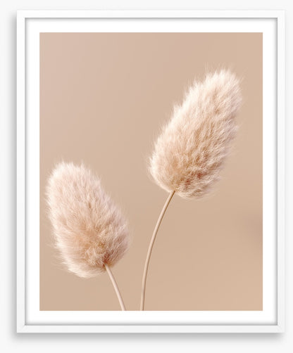 Two fluffy flowers