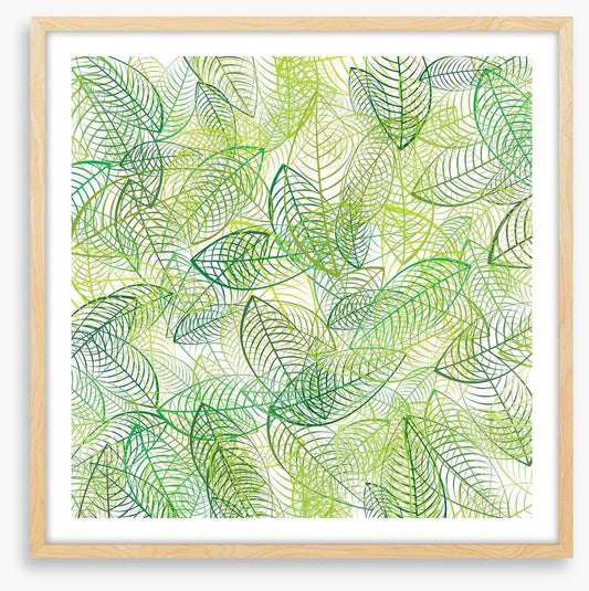 Summer leaves