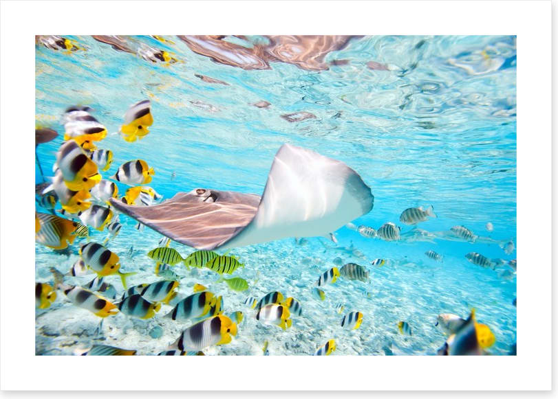 Stingray school