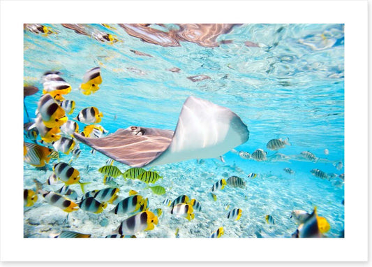 Stingray school